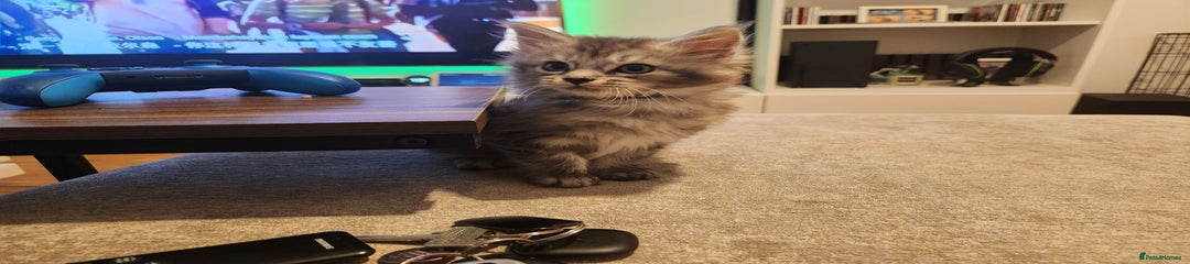Maine Coon Kitten 1