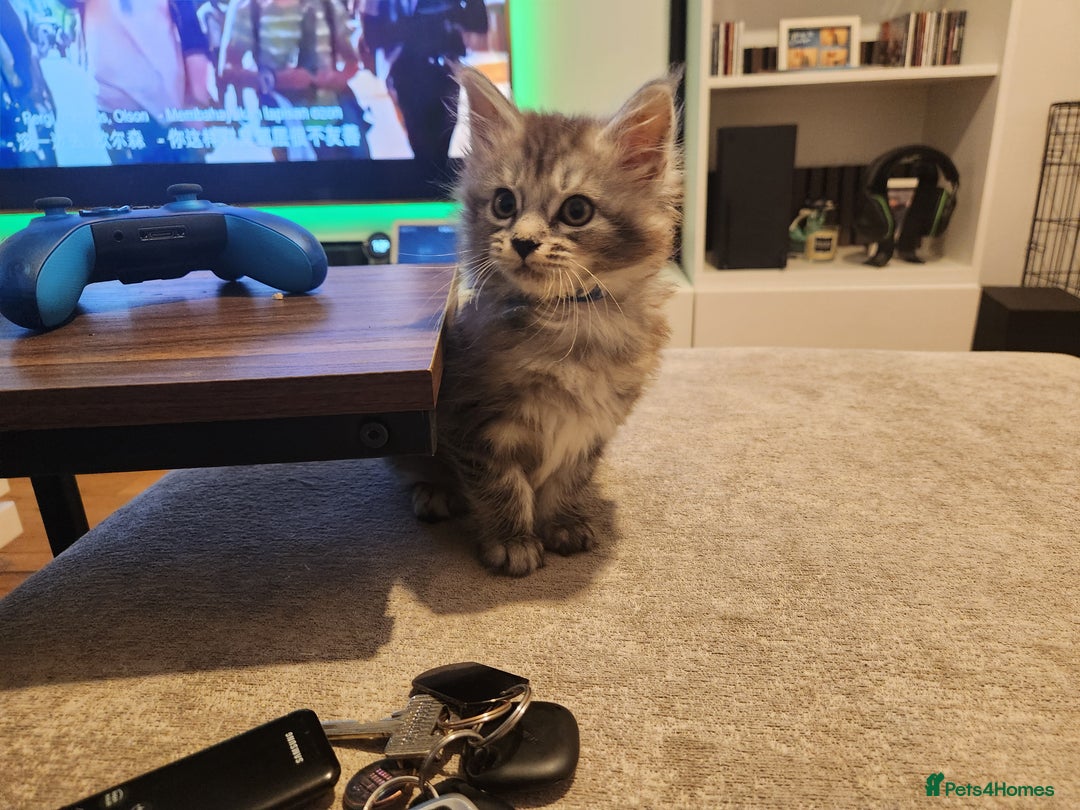 Maine Coon cats for sale: Maine coon kittens ready now  - Image 3