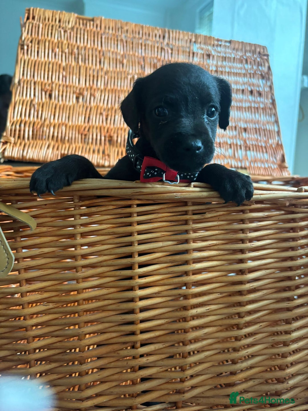 Lakeland Terrier dogs for sale: Lakeland terriers puppies - Advert 2