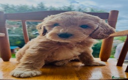 Double Doodle dogs for sale: Australian Goldendoodle puppies - Image 7
