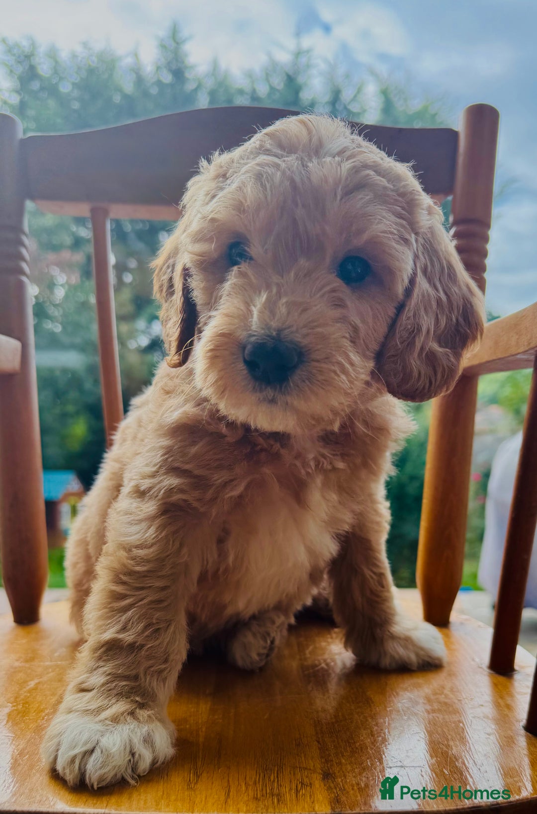 Double Doodle dogs for sale: Australian Goldendoodle puppies - Image 7