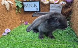 Continental Giant rabbits for sale: Pure Continental Giant Vaccinated  - Image 13