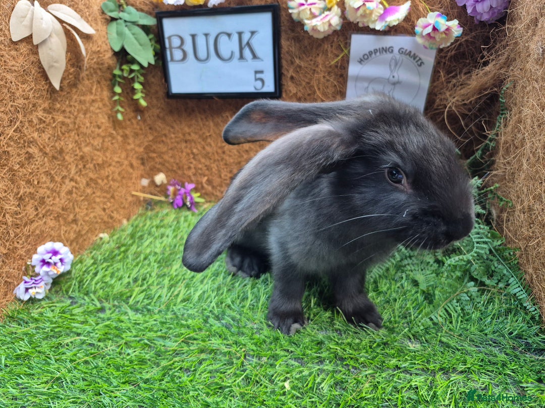 Continental Giant rabbits for sale: Pure Continental Giant Vaccinated  - Image 13