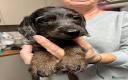 Doxiepoo dogs for sale: doxipoo puppies READY NOW - Image 9