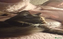 British Longhair cats for sale: Kitten almost 6 months old - Image 3