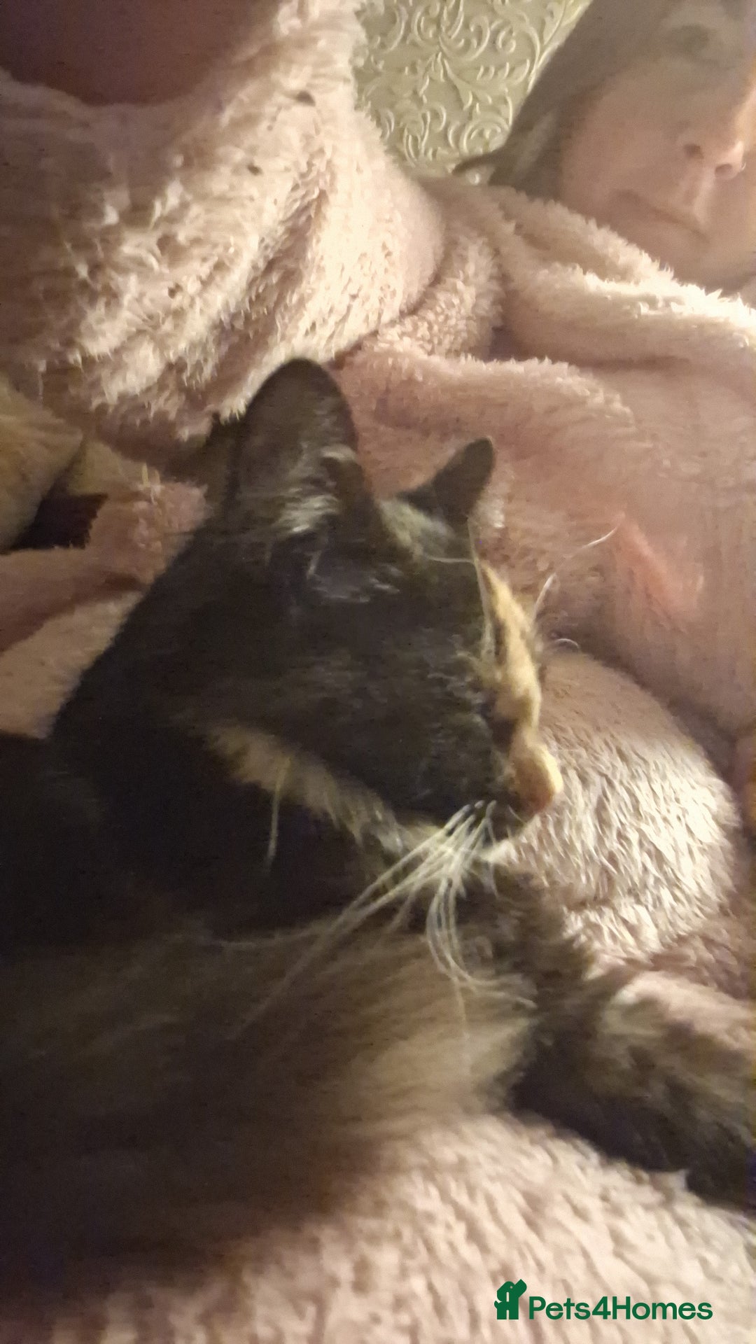 British Longhair cats for sale: Kitten almost 6 months old - Image 3