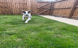 Mixed Breed dogs for sale: Skyla  - Image 12