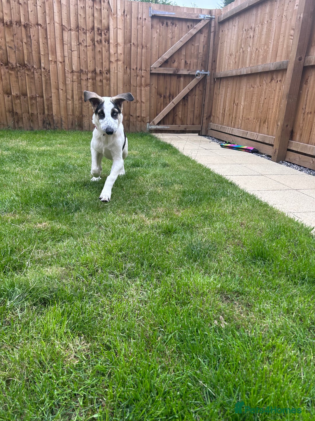 Mixed Breed dogs for sale: Skyla  - Image 12