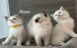 Ragdoll cats for sale: Attention🎈Rare Kitten  - Image 10