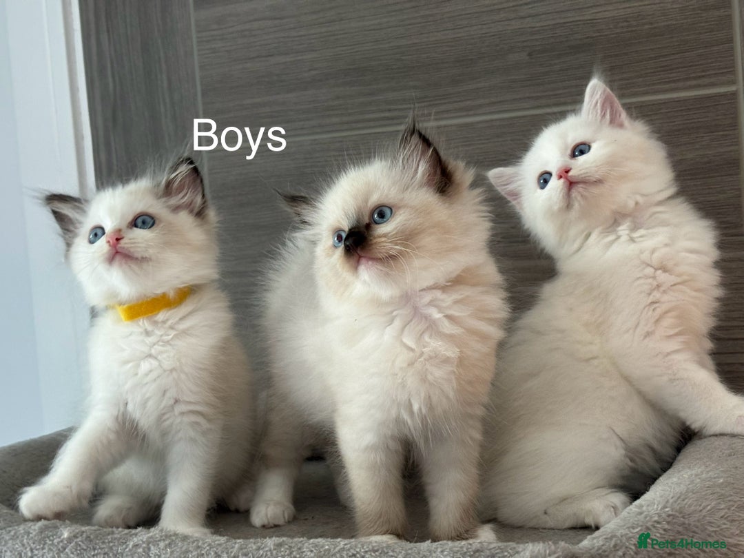 Ragdoll cats for sale: Attention🎈Rare Kitten  - Image 10