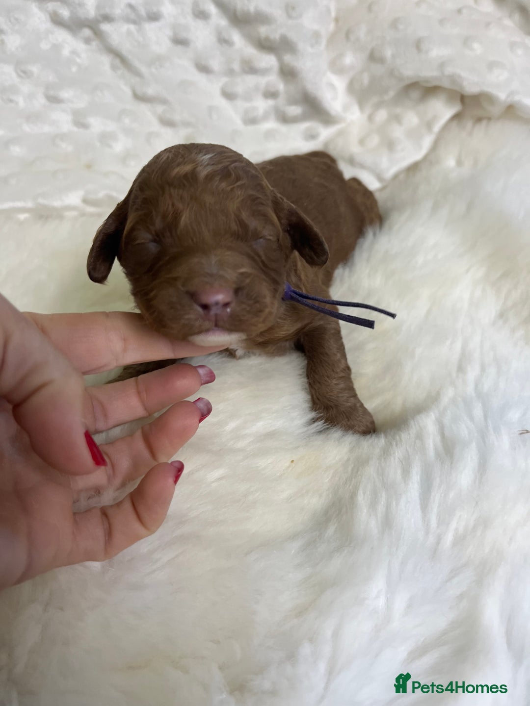 Goldendoodle dogs for sale: multigenerational Australian Golden doubledoodles - Image 15