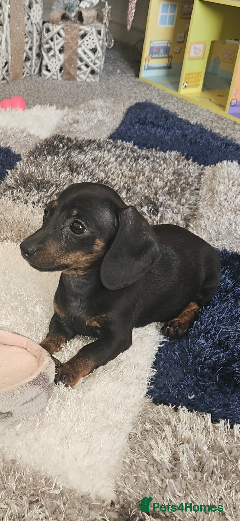 Miniature Dachshund dogs Miniature Dachshund - Advert 6