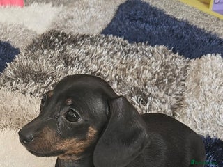 Miniature Dachshund dogs Miniature Dachshund - Advert 7