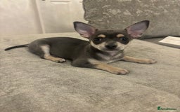 Chihuahua dogs for sale: Blue and fawn boy  - Image 5