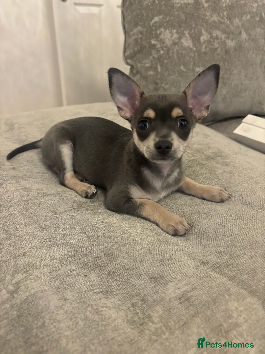 Chihuahua dogs for sale: Blue and fawn boy  - Image 5