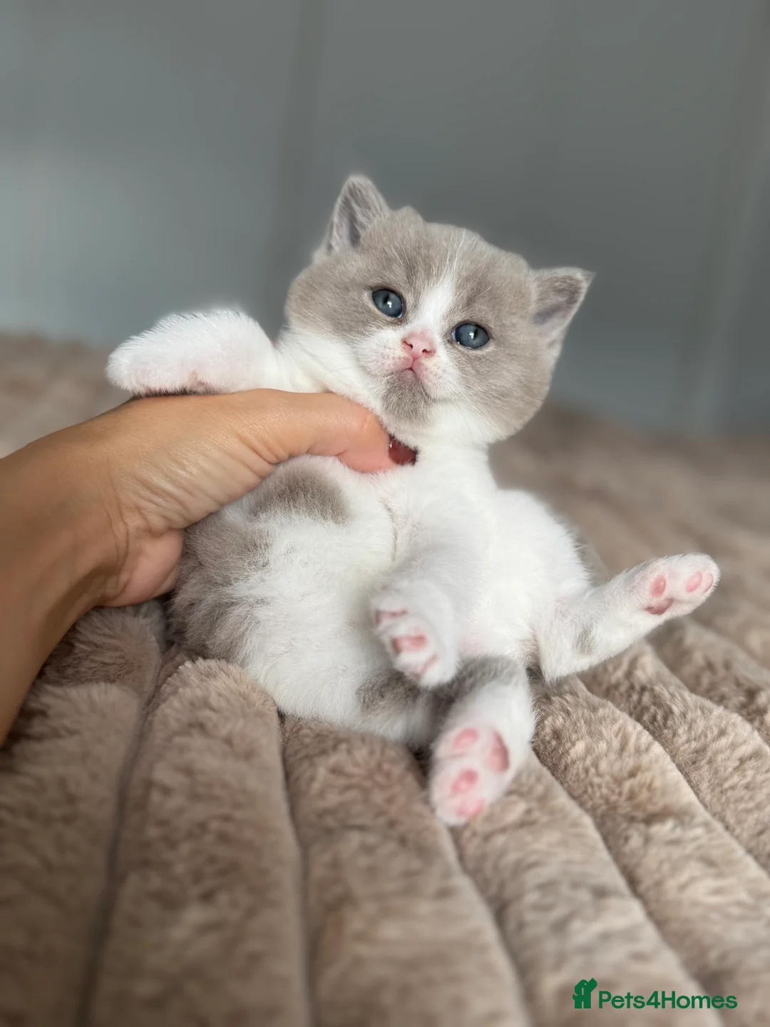 British Shorthair cats for sale: TICA reg lilac bi colours ready from 10 December  - Advert 2
