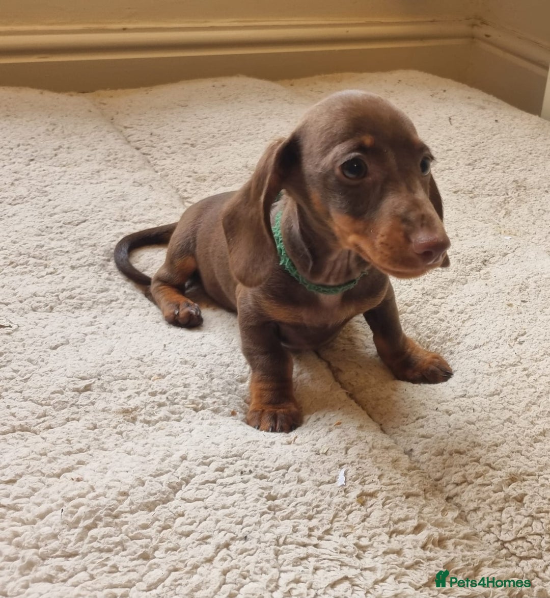 Miniature Dachshund dogs for sale: Gorgeous Mini Smooth Dachshunds Ready Now - Image 27