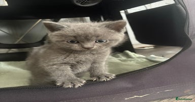 British Shorthair cats - Advert 6