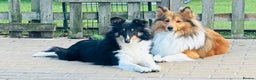 Shetland Sheepdog dogs for sale: Beautiful sable Shetland sheepdog puppies  - Advert 2