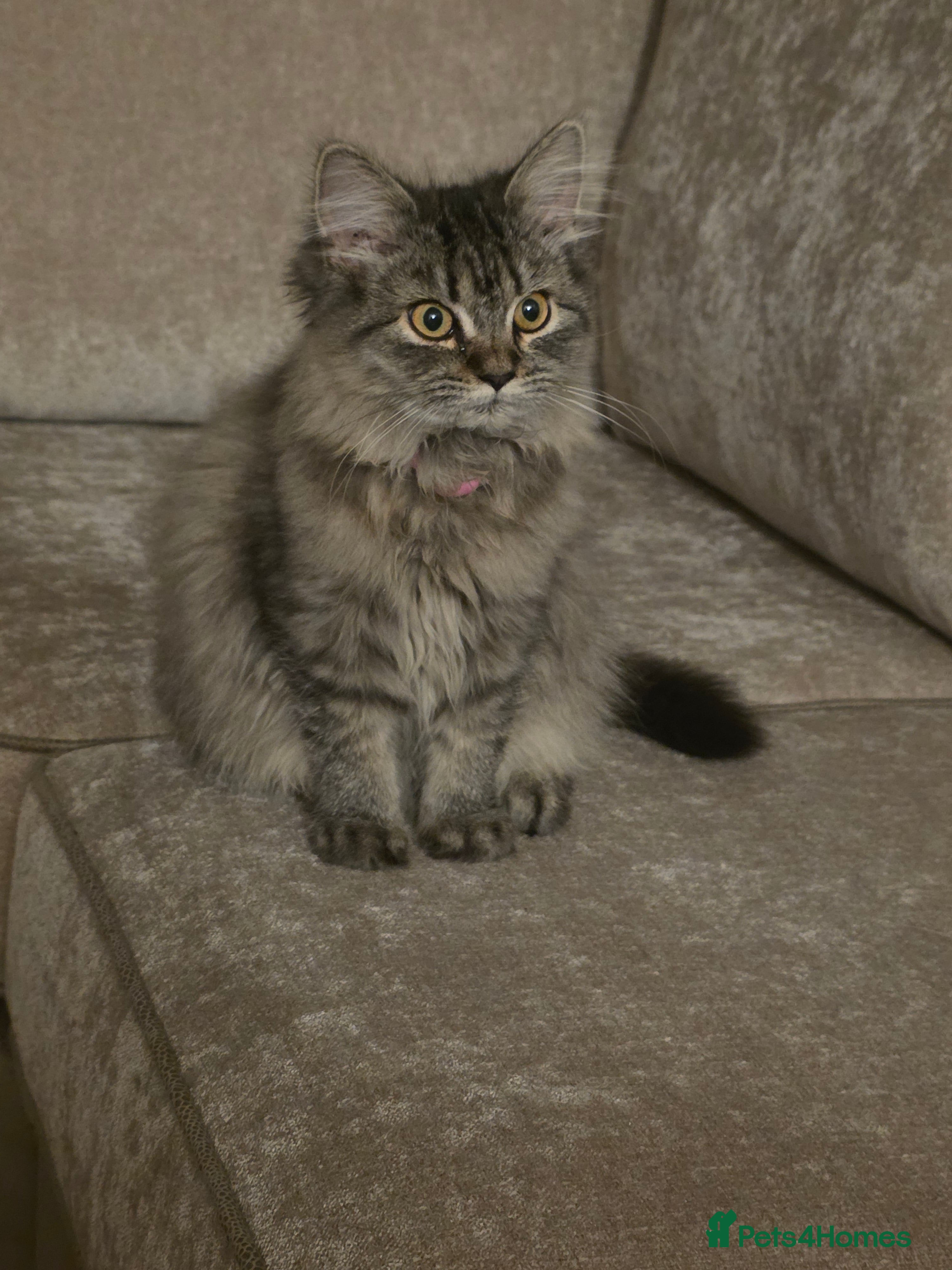 Persian cats Beautiful dollface persian kittens  - Advert 2
