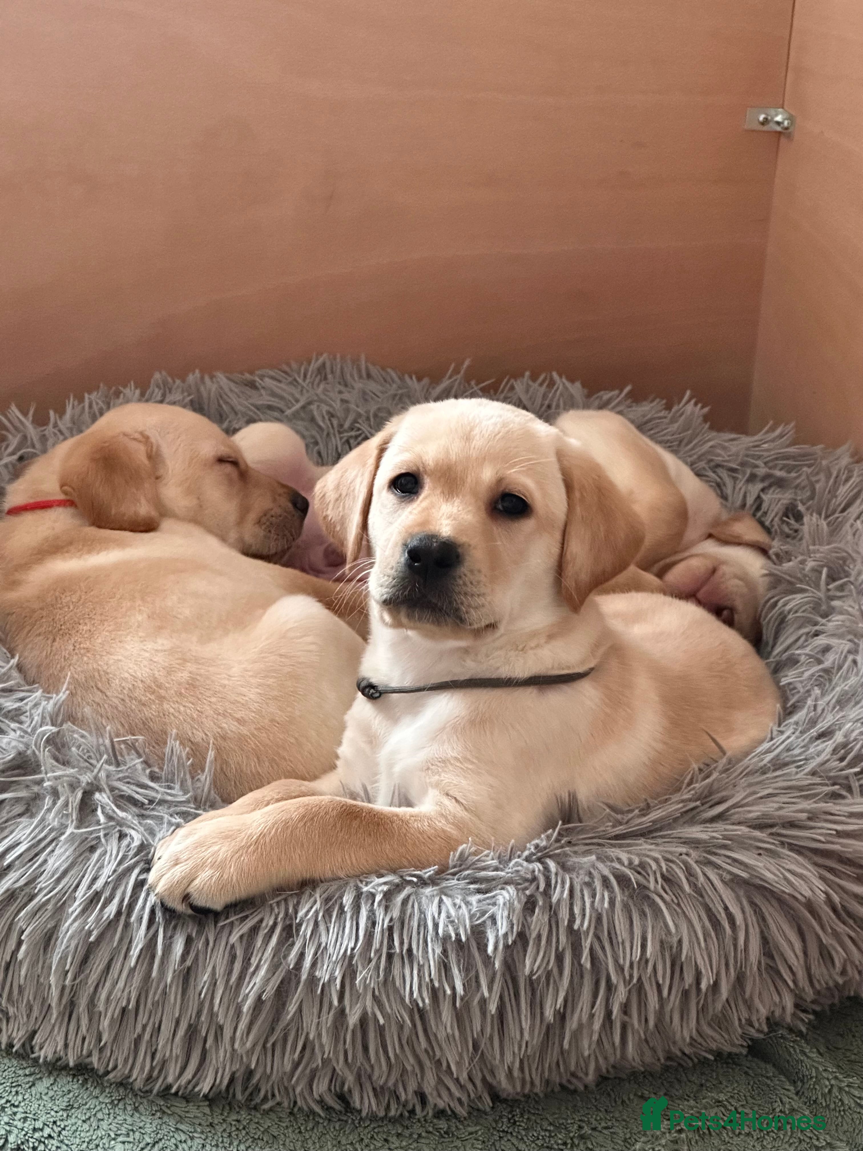 Labrador Retriever dogs LAST 4 CHUNKY LAB BOYS.Home-Raised - Advert 2