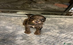 Cockapoo dogs for sale: 5 ⭐️ Cockapoo Puppies for 5 ⭐️ homes only - Image 17