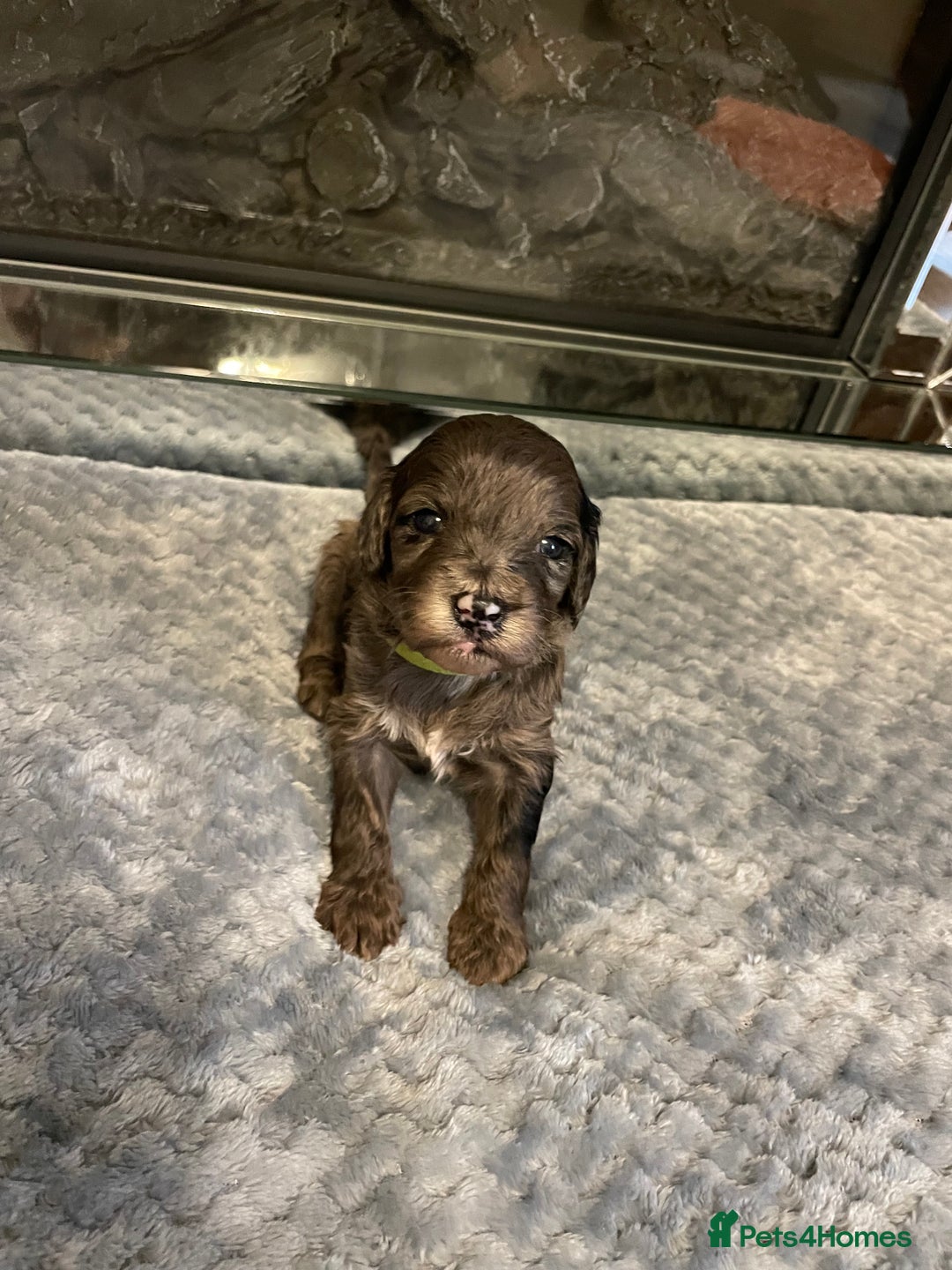 Cockapoo dogs for sale: 5 ⭐️ Cockapoo Puppies for 5 ⭐️ homes only - Image 17