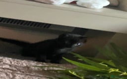 Mixed Breed cats for sale: 2 girls left and ready for new home today  in Mansfield - Image 7