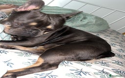 French Bulldog dogs for stud: My beautiful boy available for stud  - Image 6