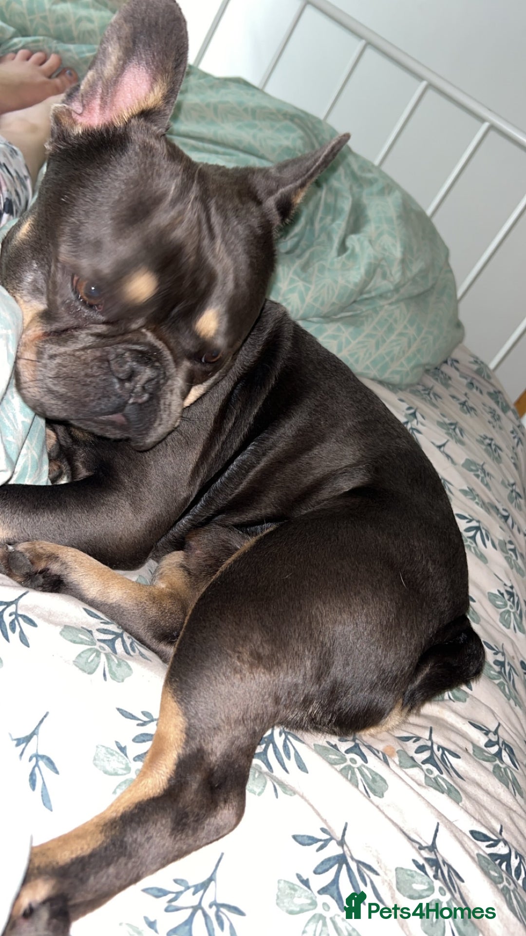 French Bulldog dogs for stud: My beautiful boy available for stud  - Image 6