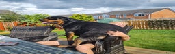 Rottweiler dogs for stud: Bruno the Rottweiler Stud Services in Wrexham - Advert 23