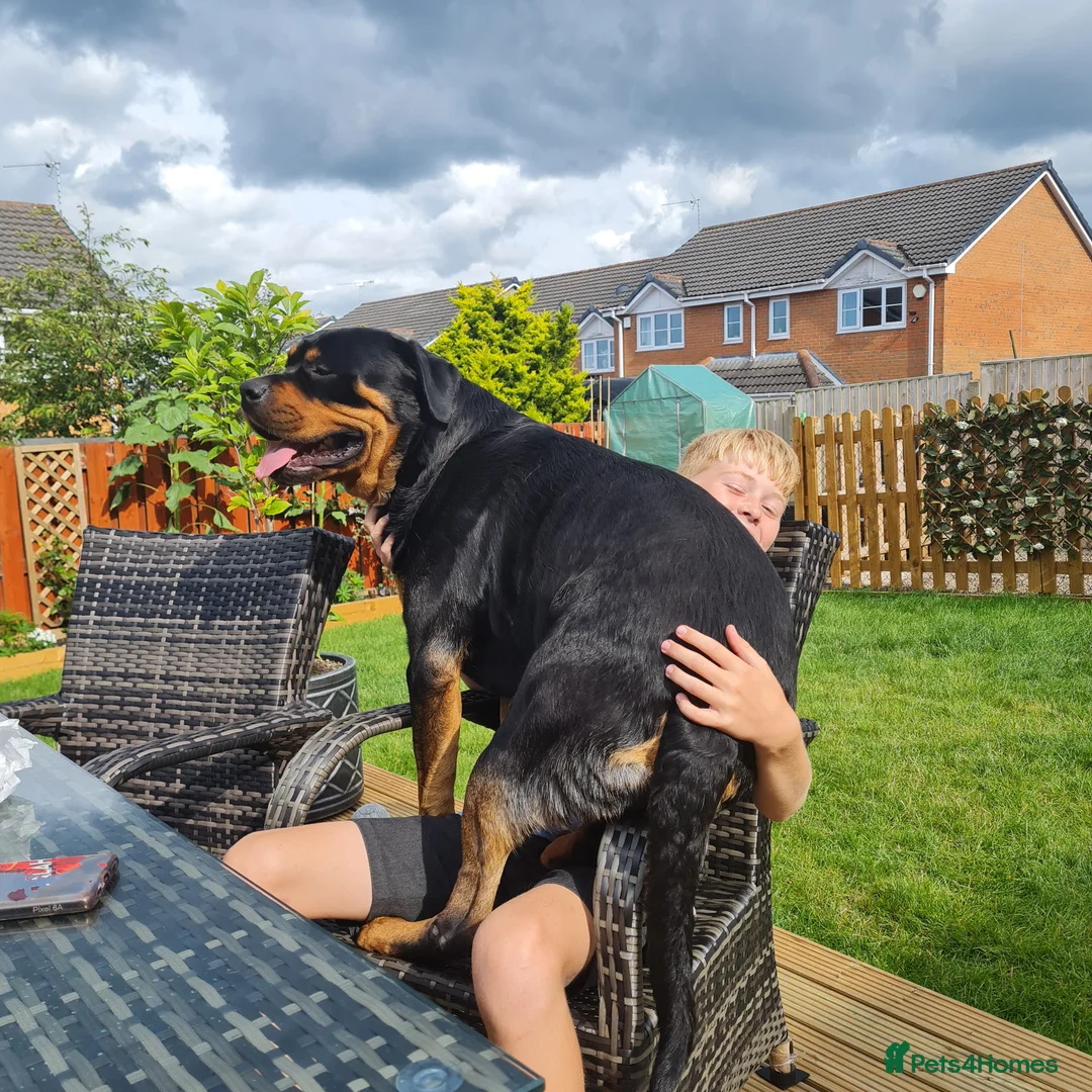 Rottweiler dogs for stud: Bruno the Rottweiler Stud Services in Wrexham - Advert 23
