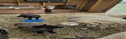 Sheep livestock for sale: Texal Ewe and 2 male Lambs - Advert 2