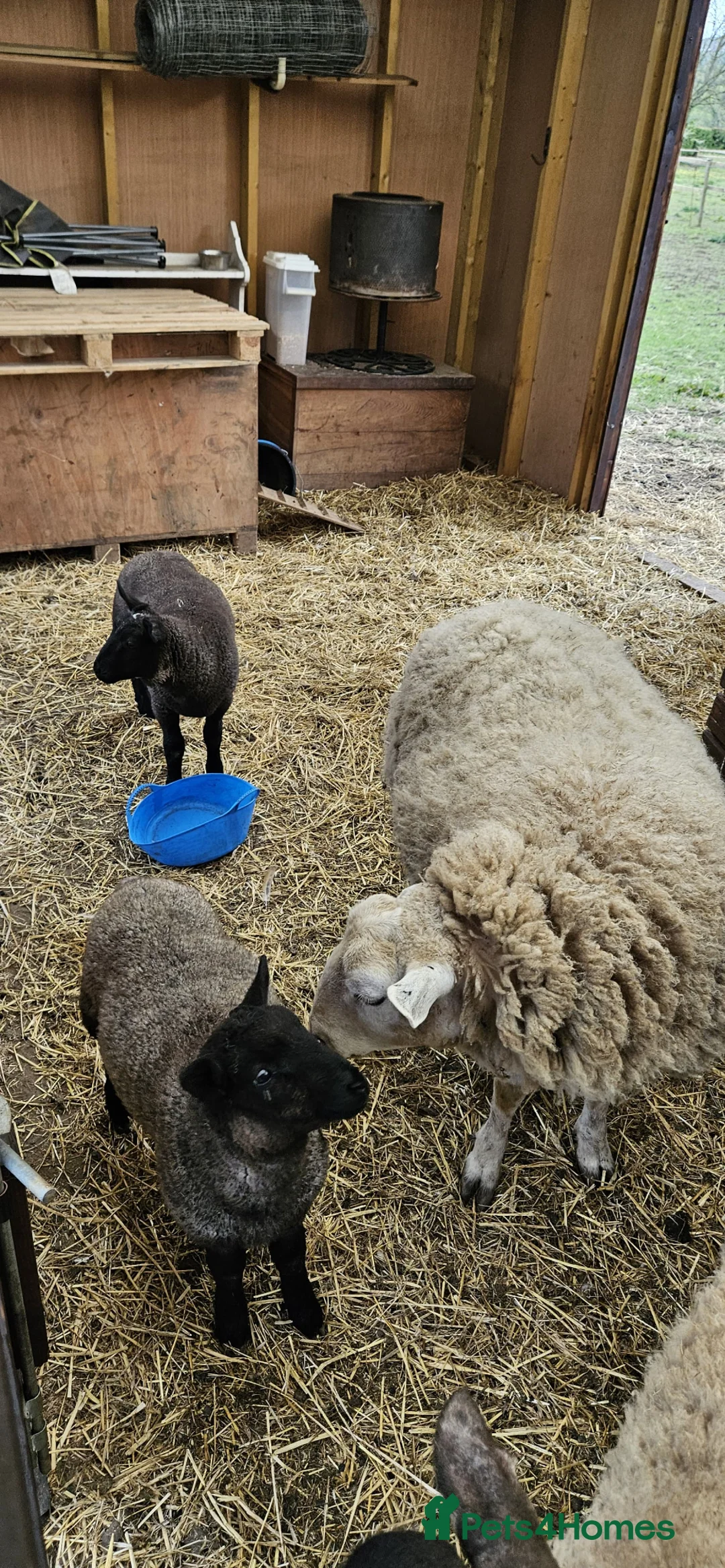 Sheep livestock for sale: Texal Ewe and 2 male Lambs - Advert 2