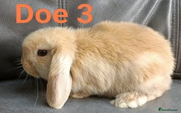 Mini Lop rabbits for sale: 🐰Beautiful mixed litter of Plush x Mini Lop kits - Image 29