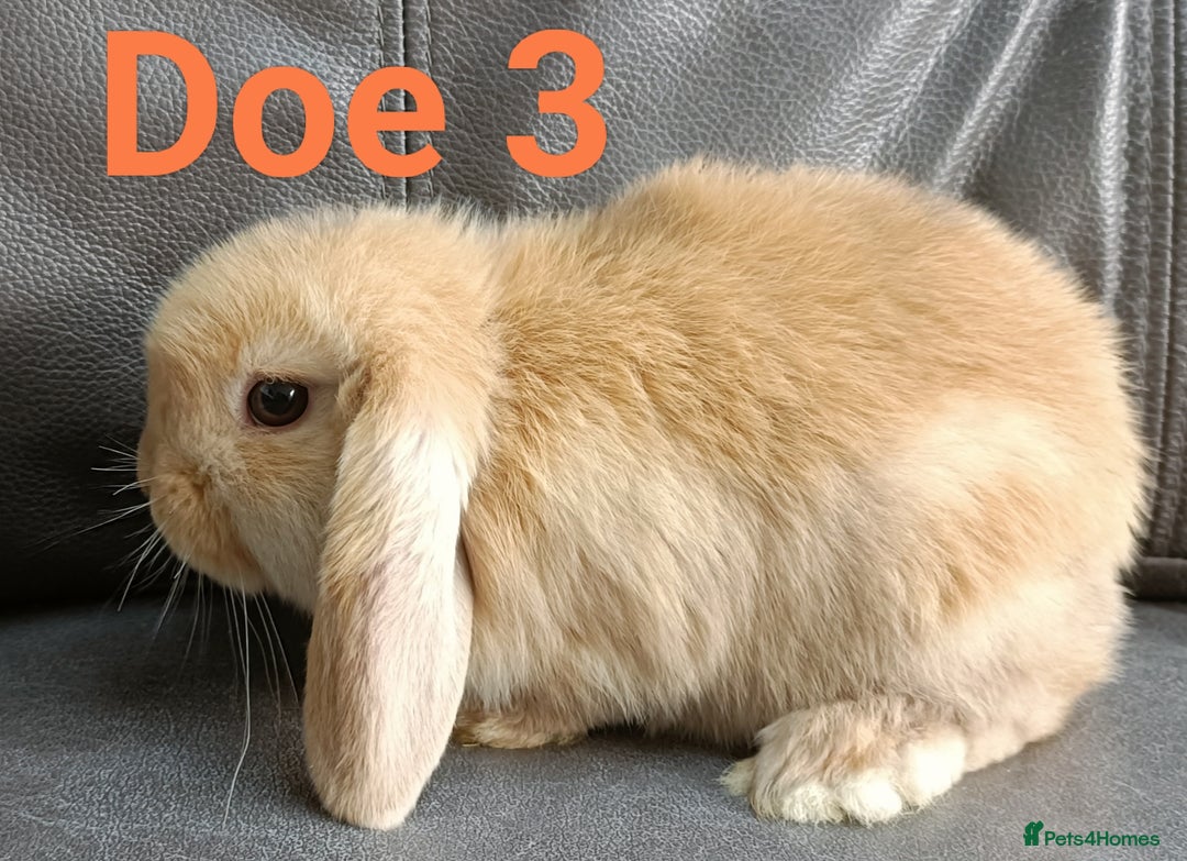 Mini Lop rabbits for sale: 🐰Beautiful mixed litter of Plush x Mini Lop kits - Image 29