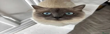 Rocket the Ragdoll 