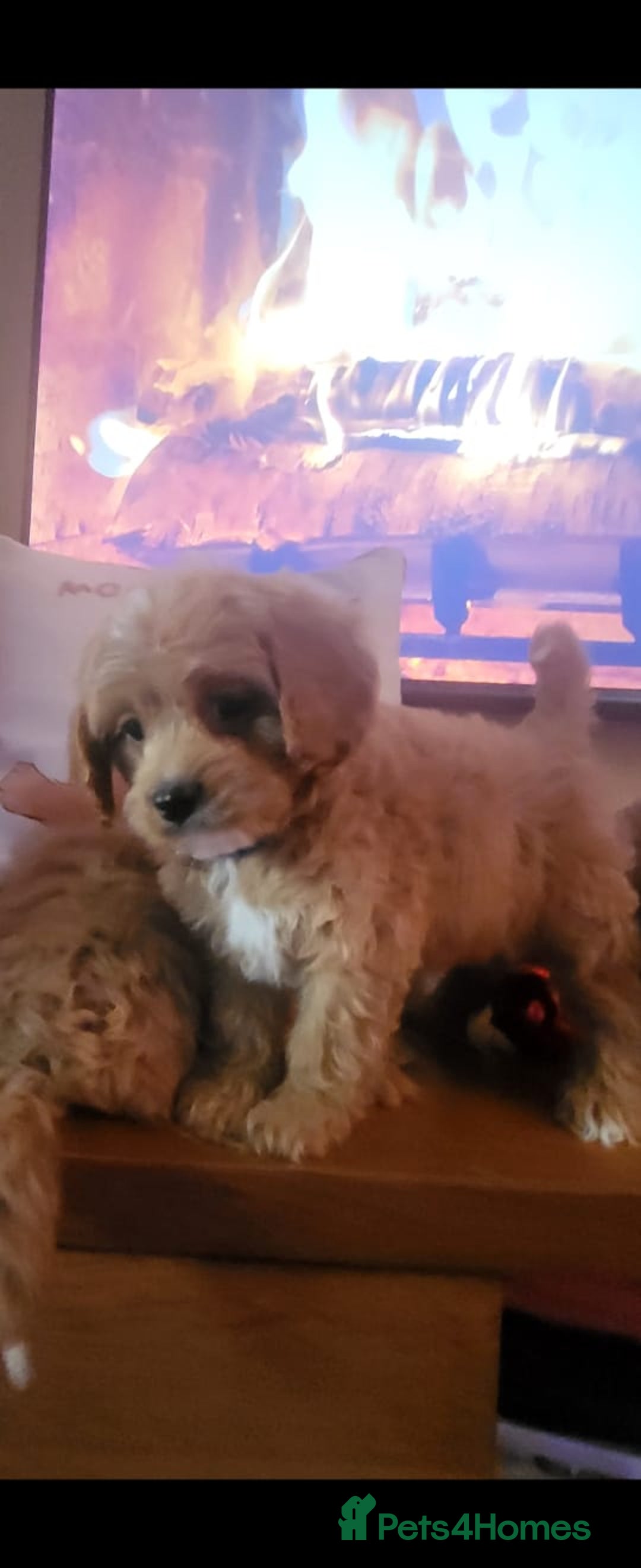 Cavapoo dogs for sale: Exquisite F1 Cavapoo Puppies - Advert 3
