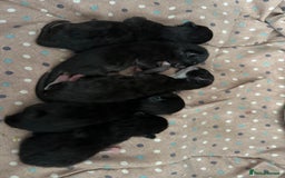 British Shorthair cats for sale: Kittens black/white  - Image 4