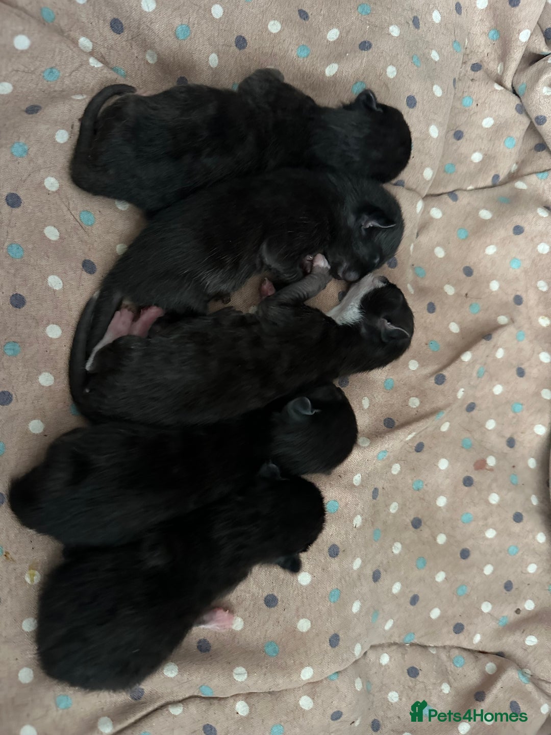 British Shorthair cats for sale: Kittens black/white  - Image 4