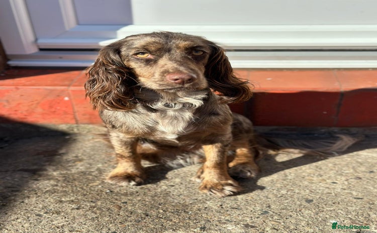 Cocker Spaniel dogs - Advert 15