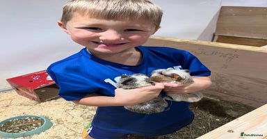 Guinea Pig rodents 8 week old guinea pig baby boys home reared! - Advert 4