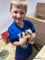 Guinea Pig rodents 8 week old guinea pig baby boys home reared! - Advert 4