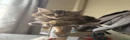 Mixed Breed cats for sale: Cats  - Advert 4