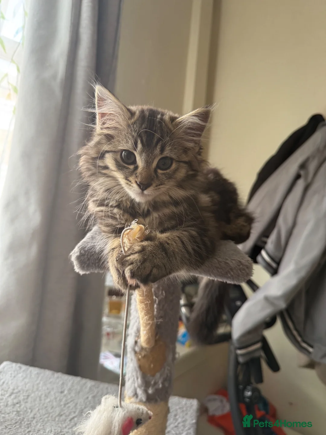 Mixed Breed cats for sale: Cats  - Advert 4