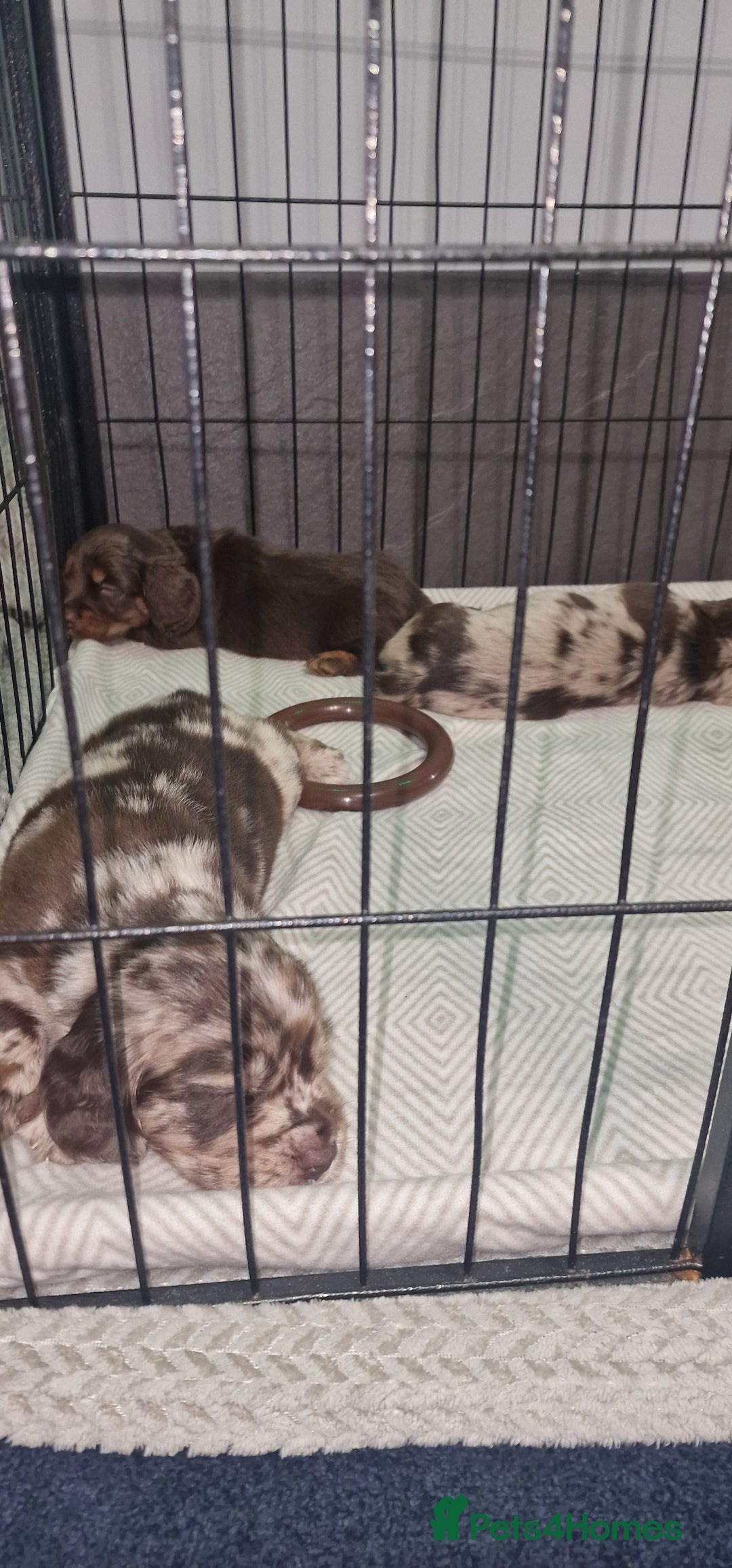 Dachshund dogs for sale: Miniature Dachshund cross pup - Image 14