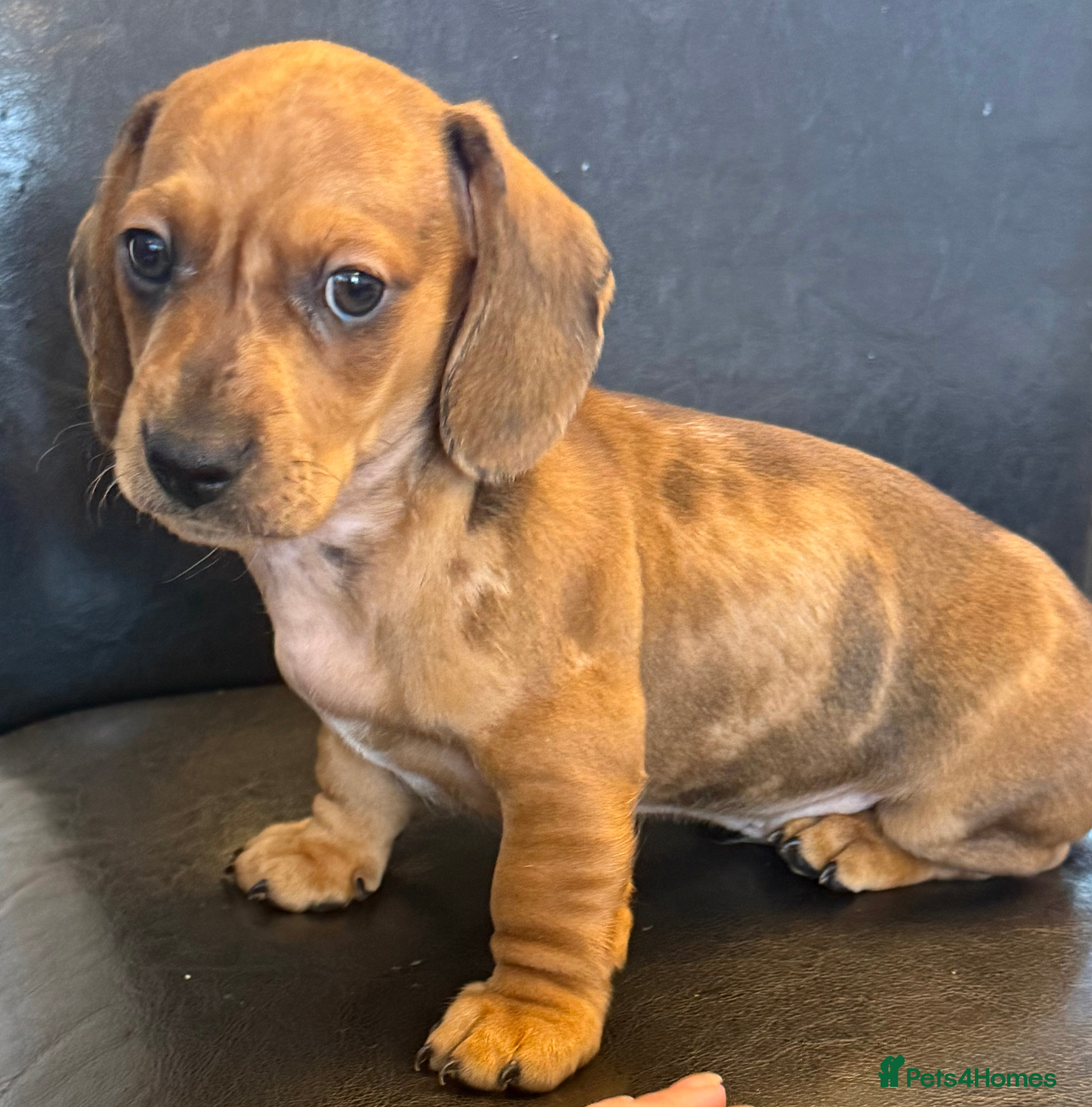 Dachshund dogs Dachshund puppies - Advert 2