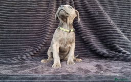 Staffordshire Bull Terrier dogs for sale: Staffordshire Bull Terrier Puppies - Image 3