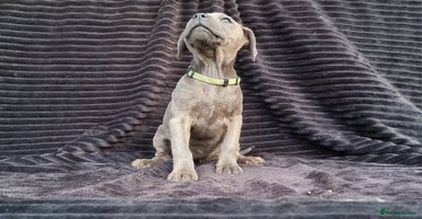Staffordshire Bull Terrier dogs - Advert 1