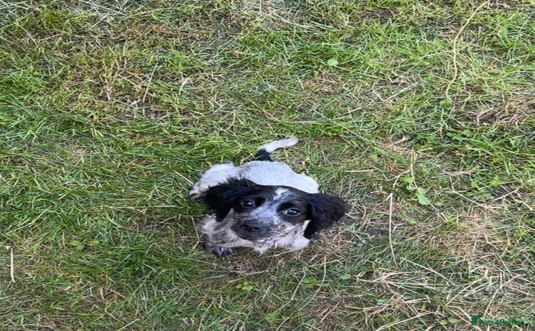 Sprocker dogs in Carlisle - Advert 13